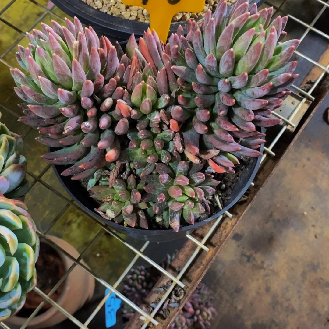 一***帆炫彩星418。