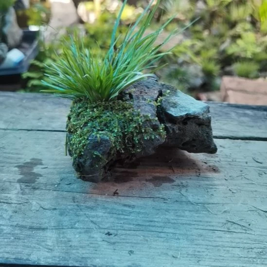 手***v完全开放附石菖蒲天鹅绒