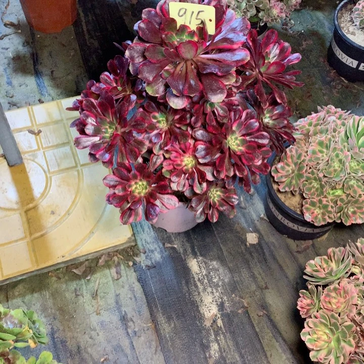 915丽娜多肉一物一拍