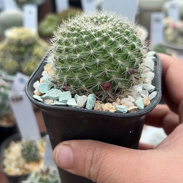 69号实生宝山单头有花苞