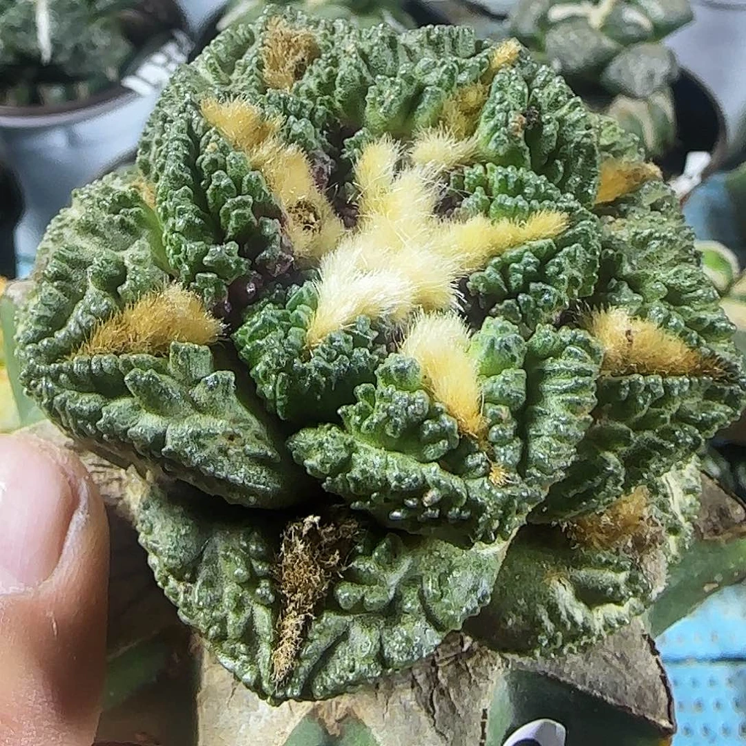 龟甲993仙人球开花