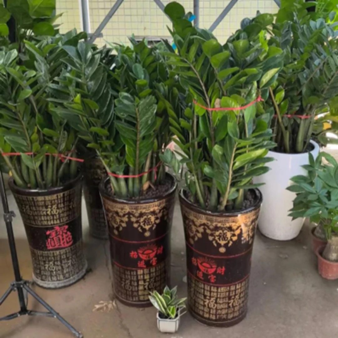 300杯金钱树（含陶瓷盆）