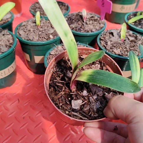 晨**射君子兰四季开花稀释甲醛