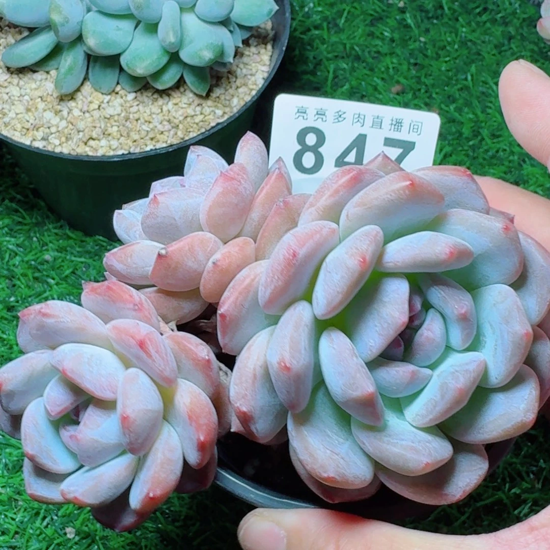 飘枝            精美多肉植物