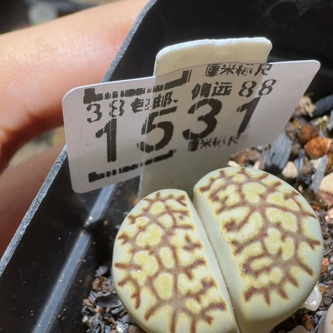 Ssss精品生石花1531