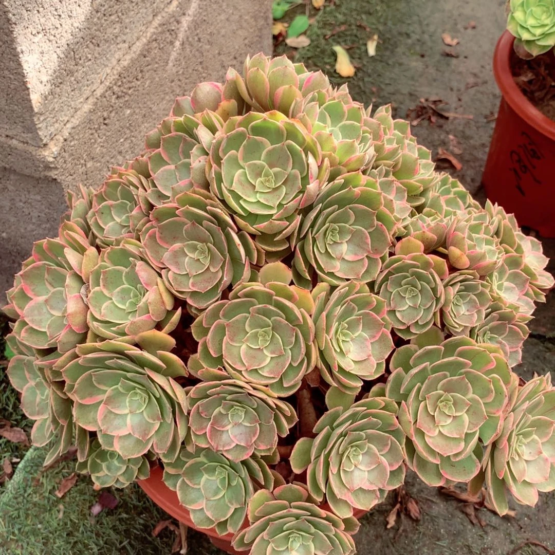 花妖朵朵，多肉植物