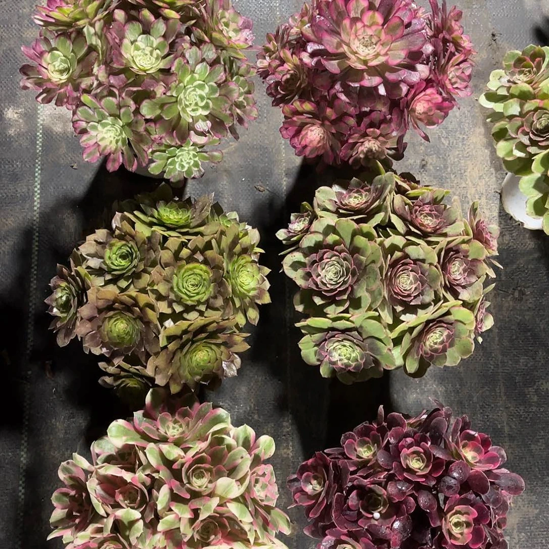 6颗法师多肉植物漂亮