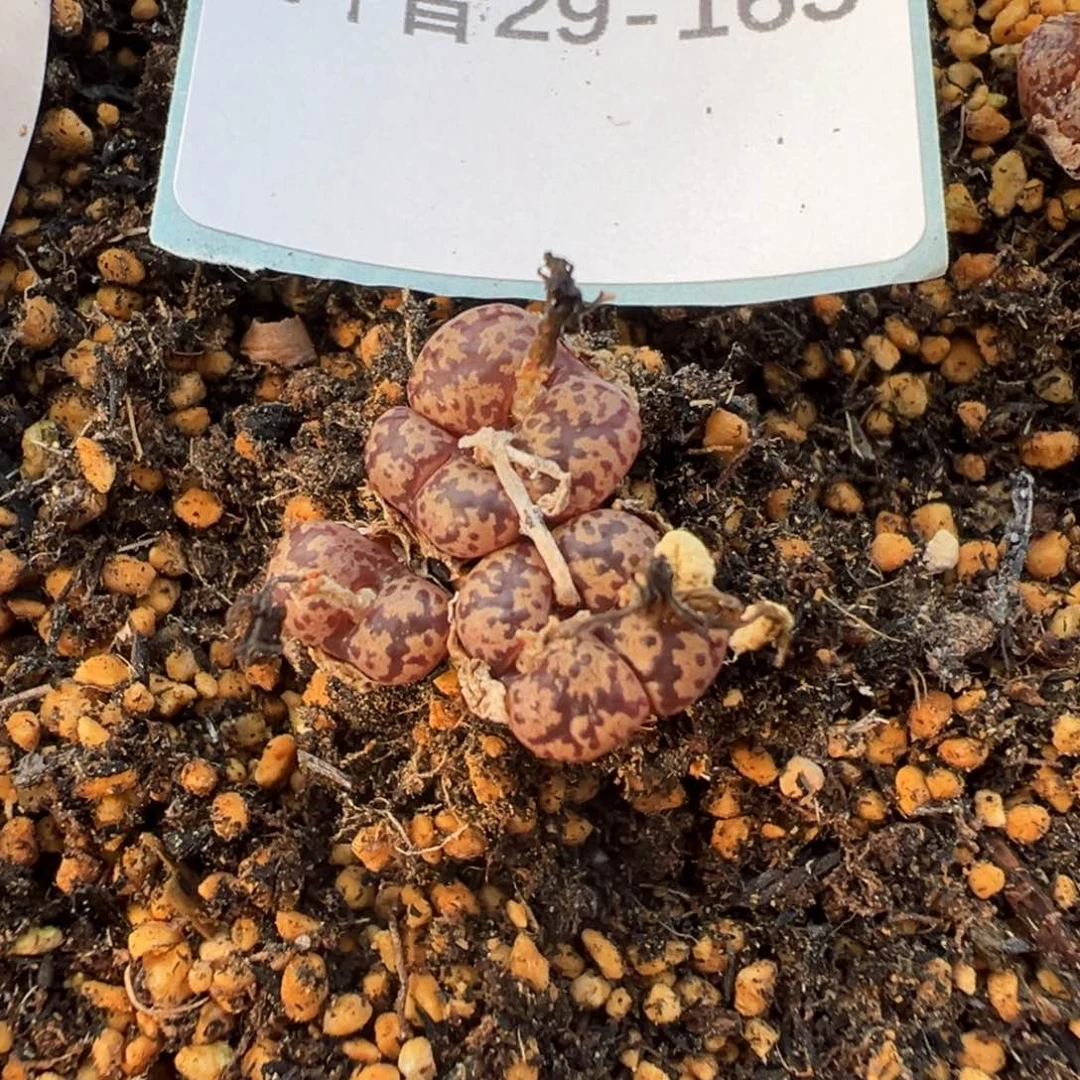 29-163肉锥多肉植物