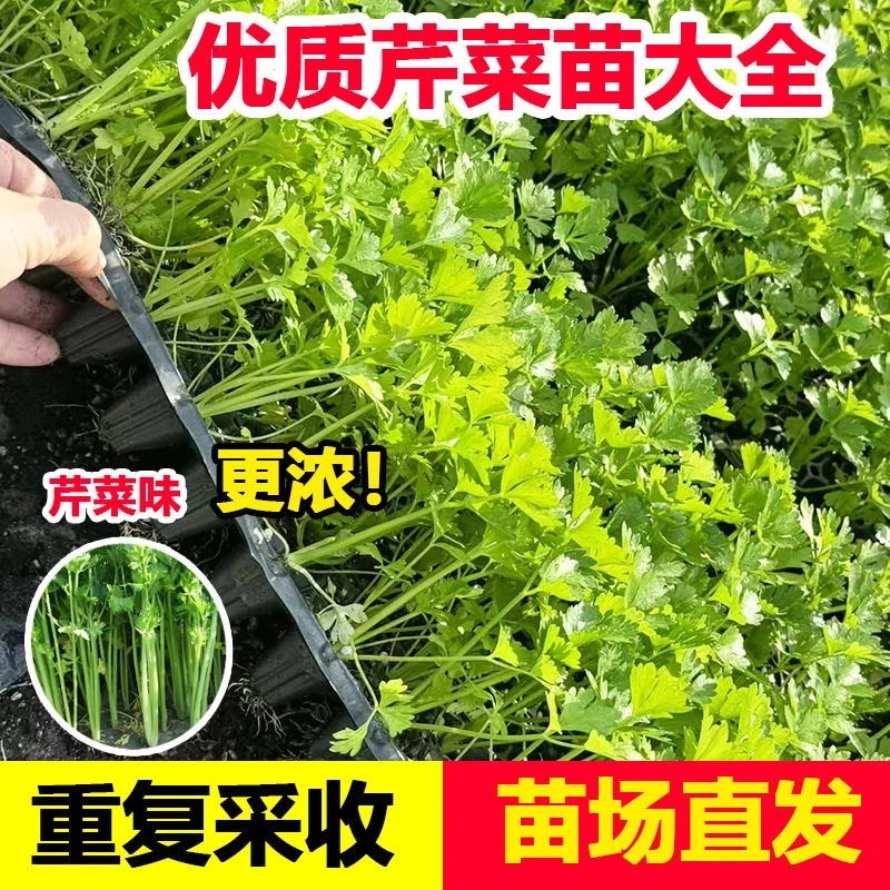 【寿光速发】芹菜种苗蔬菜苗蔬菜之乡阳台种植地栽盆栽小院种植