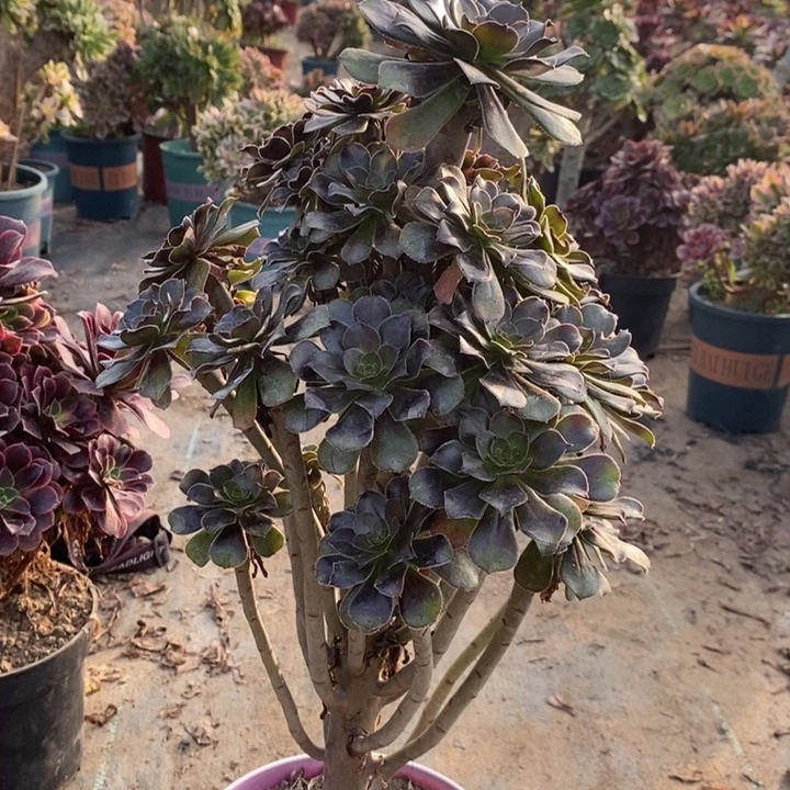 灰法多肉植物52。