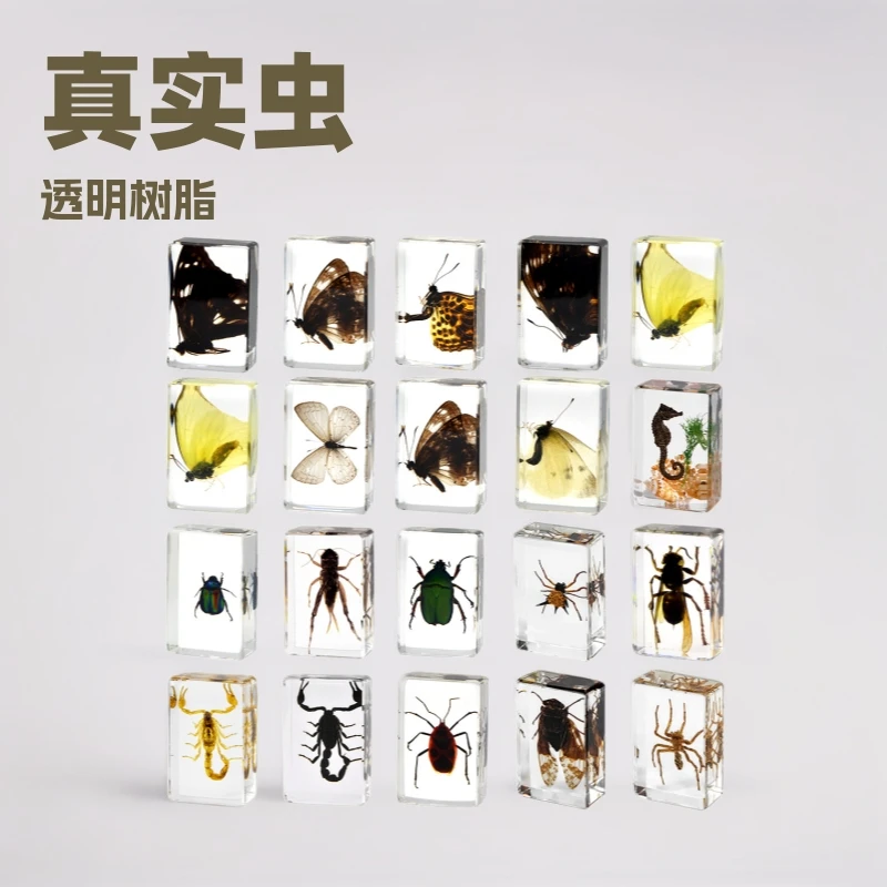 真实昆虫树脂标本琥珀透明蜘蛛蝴蝶金龟蝎子科普高档桌面甲虫标本