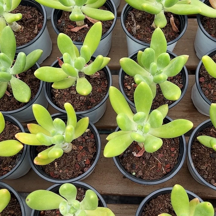 金蝉      福利多多