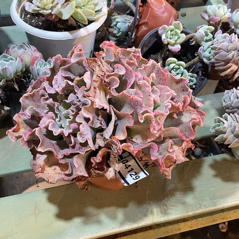 【闪购商品】高砂04129