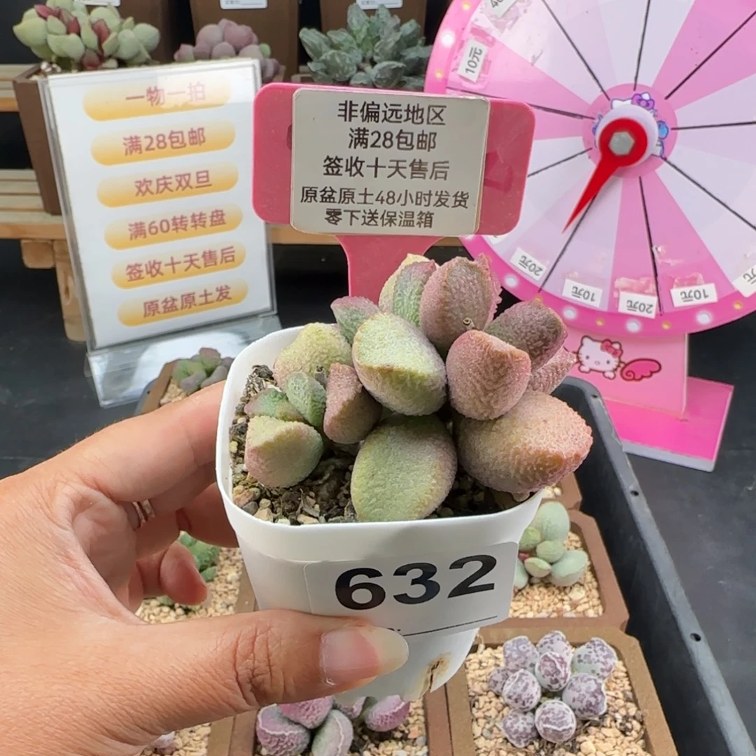 632赛猪肝多肉植物