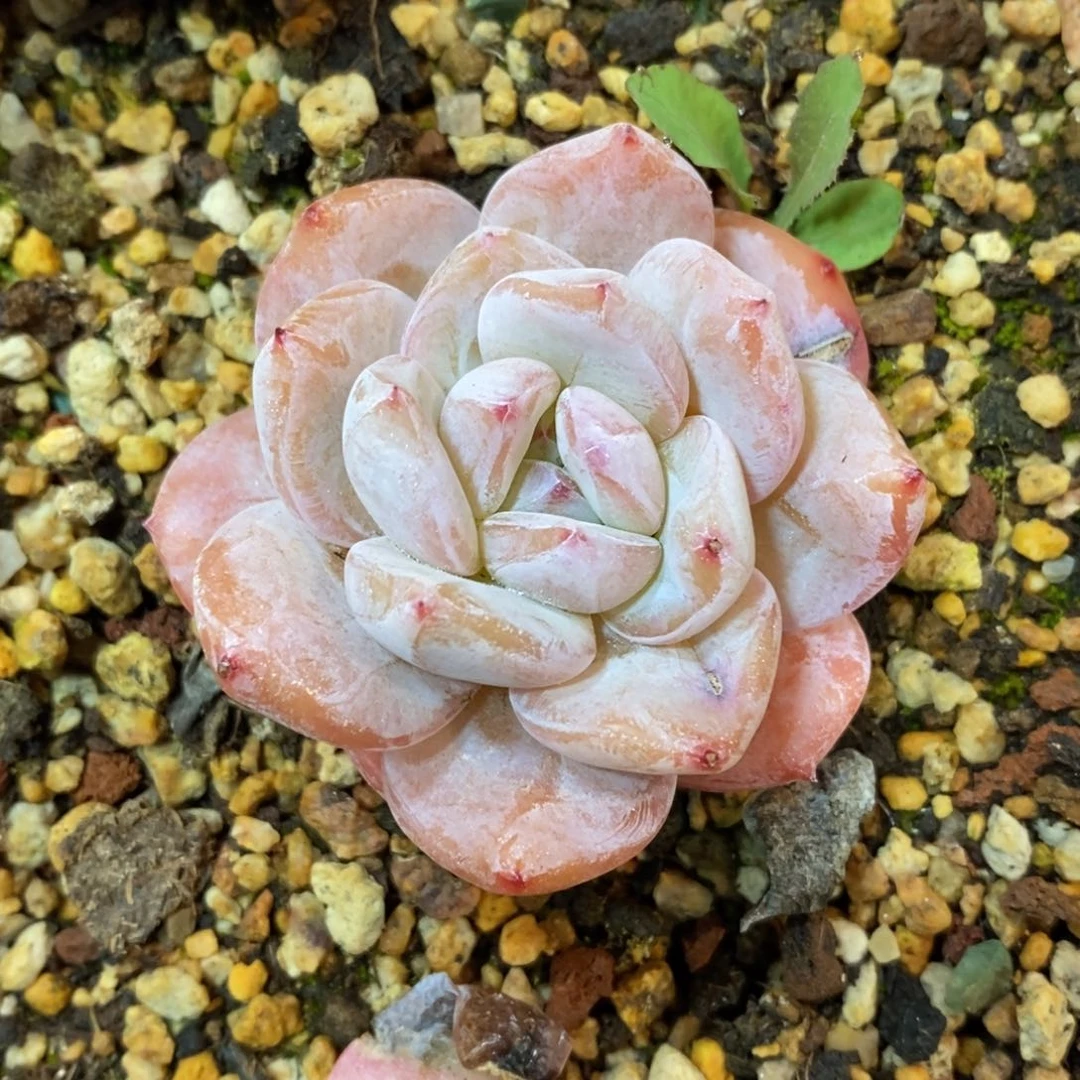 一物一拍多肉，可问规格，满38包邮