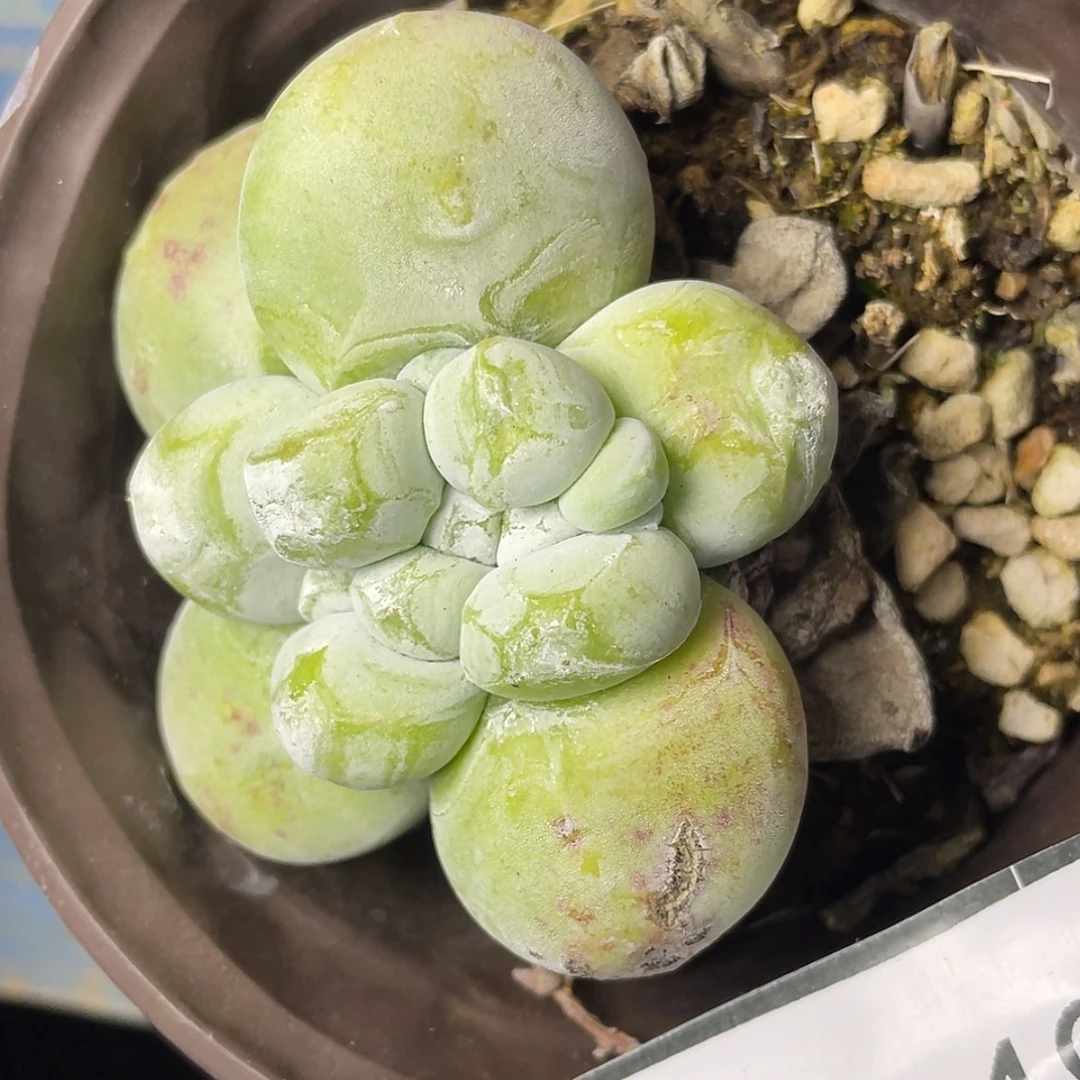 【闪购商品】60249