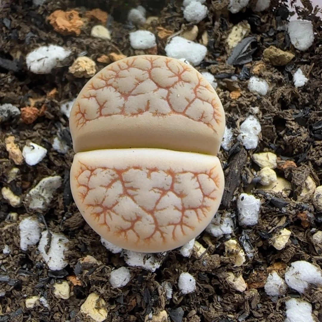 102 生石花大棚直播