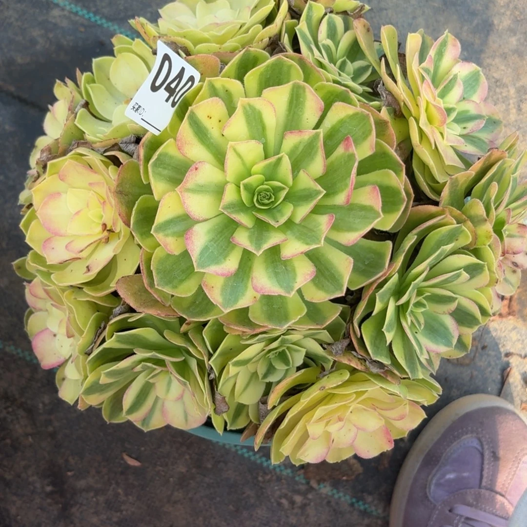 048雨河多肉植物发货