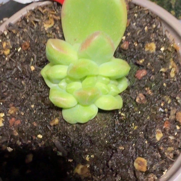 粉红女郎143多肉植物