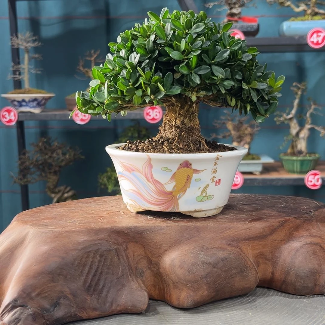 红陶大*兄11112222