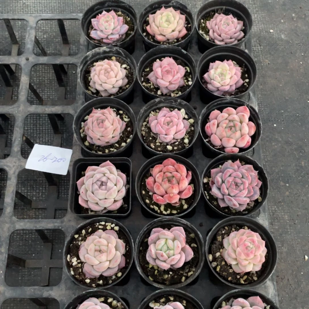 一物一拍18颗26-200