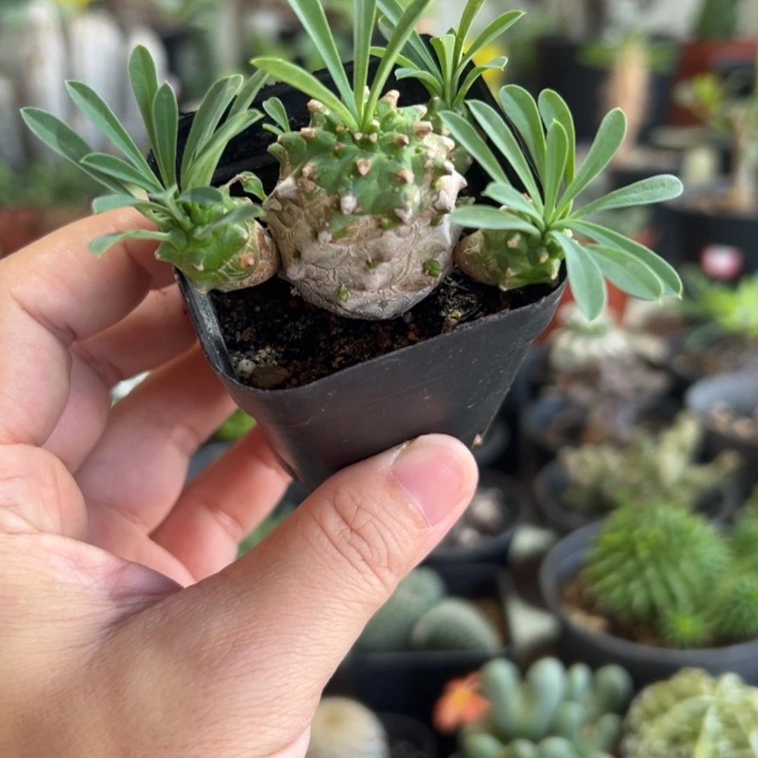 峨眉山带盆111111111