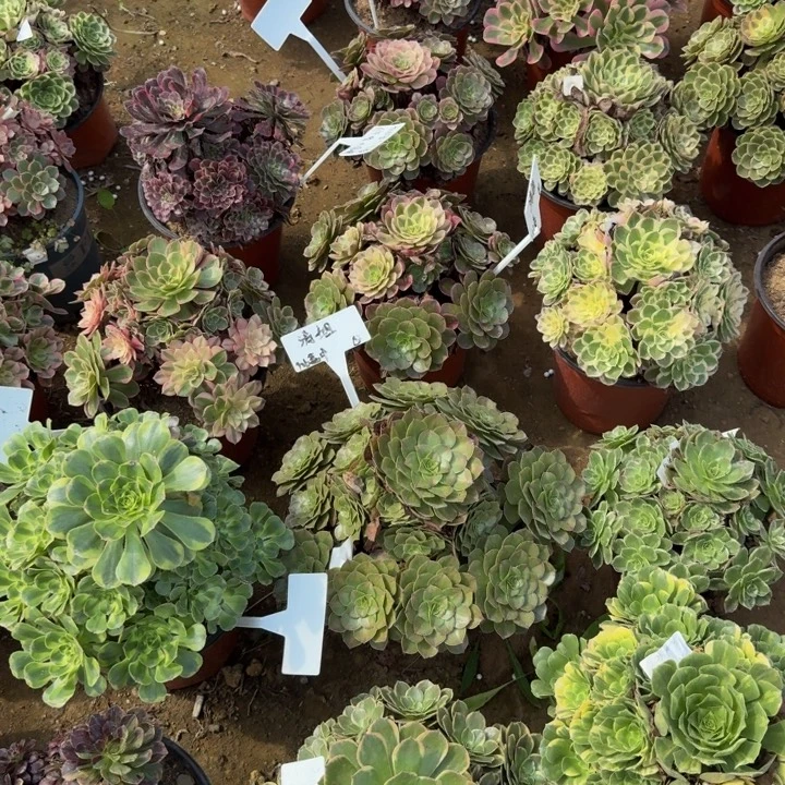 涛***姐寄养发货。多肉植物