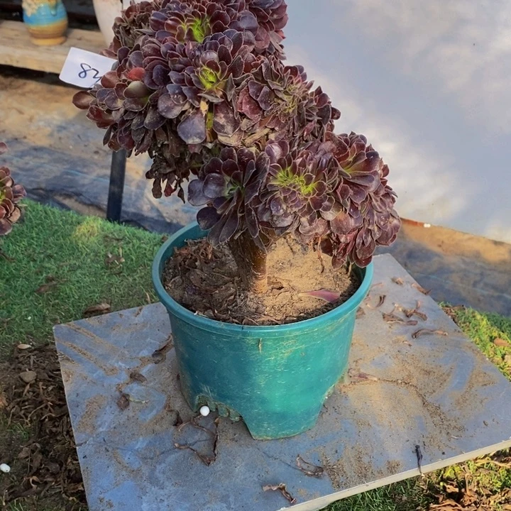 完全开放830号欧紫缀化1颗多肉