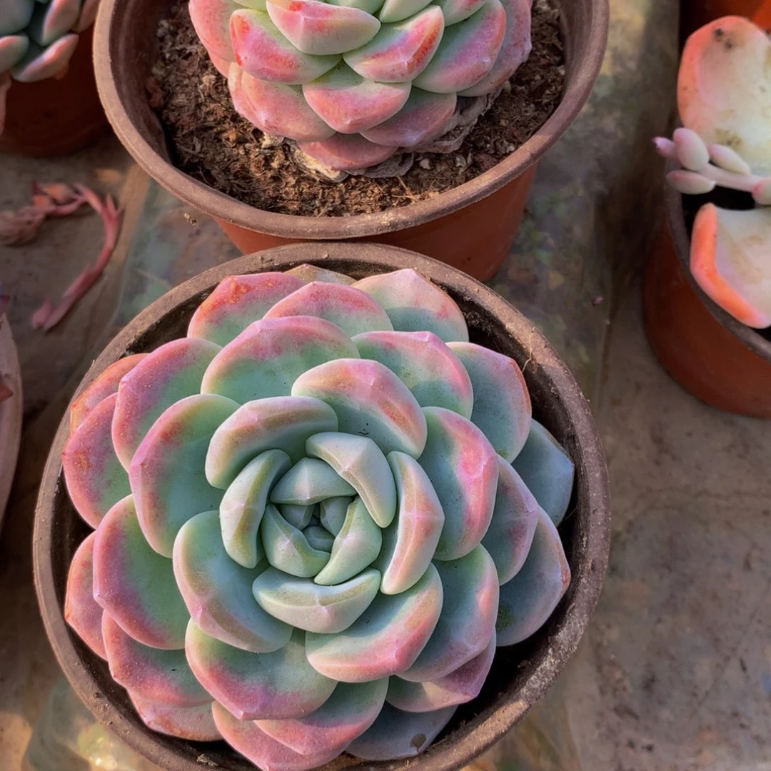 冰玉单头多肉植物2个