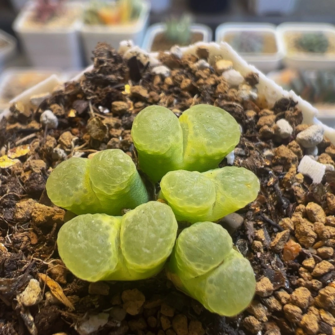 45多肉植物百科知识