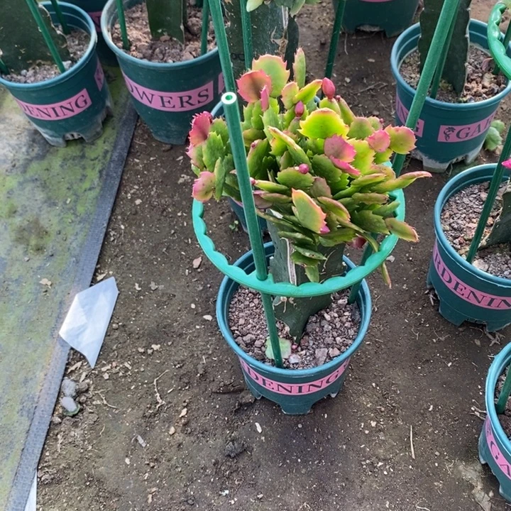 用***2完全开放037重瓣花