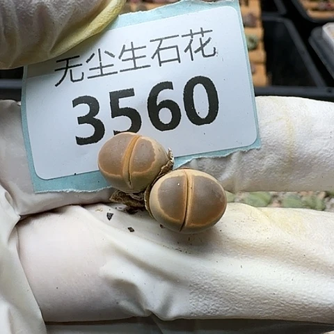 3660，净窗橄榄脱土发货