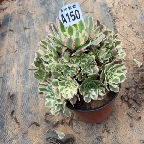 150夜皇后不包断枝