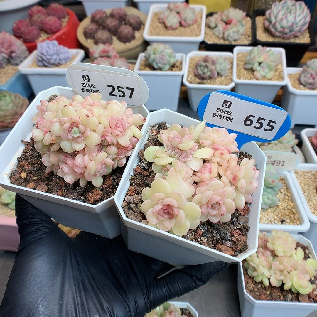 我***肉257-655 灯泡叶麦杆多肉
