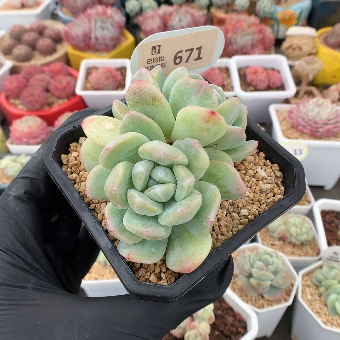 ?***W671 冰玉石化多肉