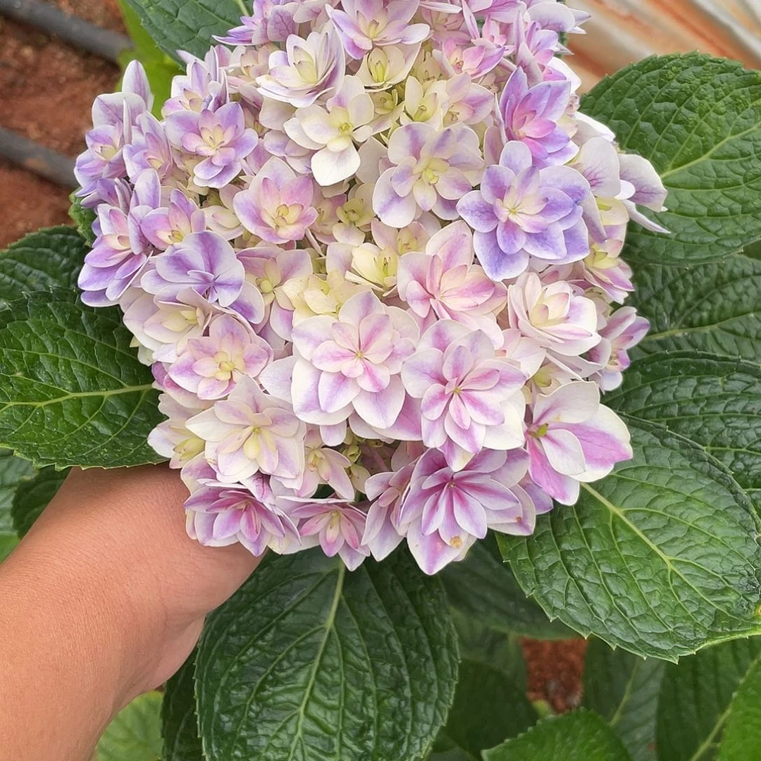 绣球切花一物一拍3枝起包邮，110