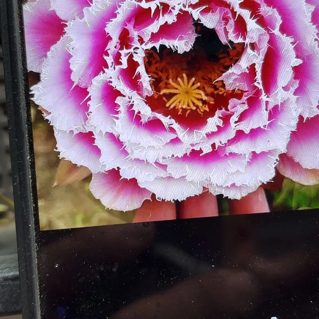 芸儿毛侧牙20包邮仙人球28