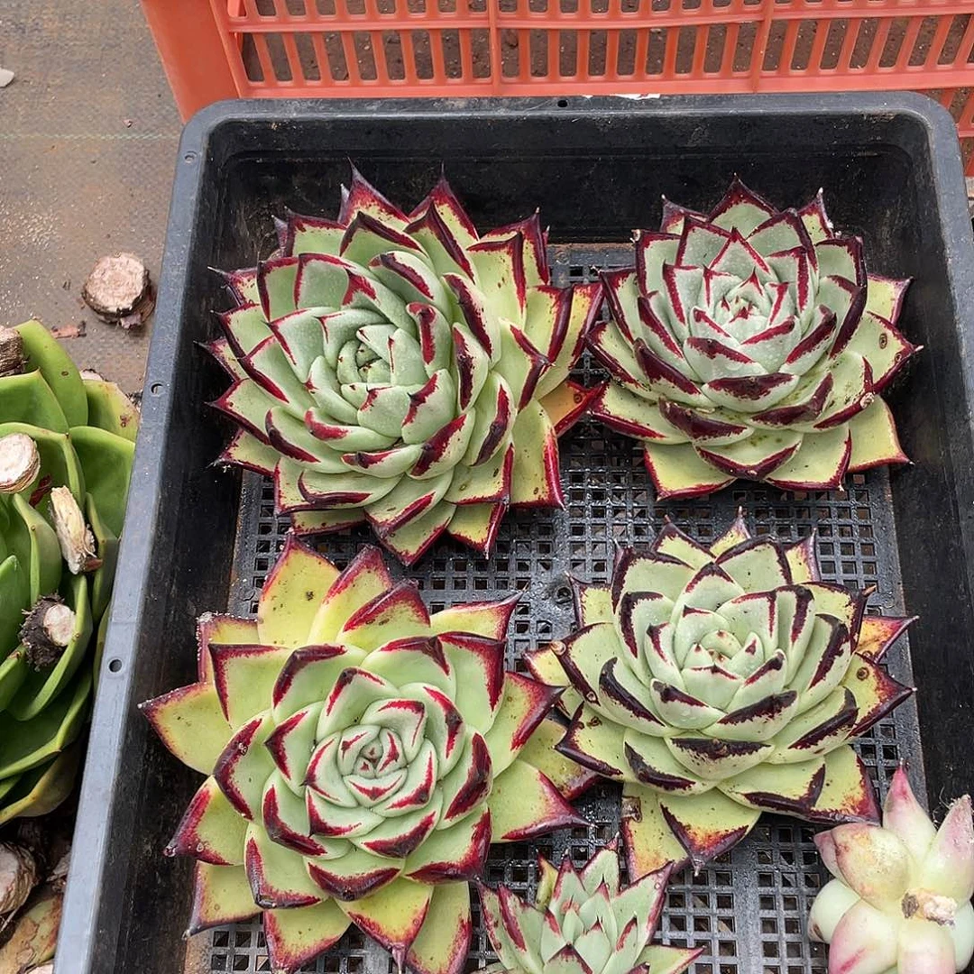 若如东云组拍148