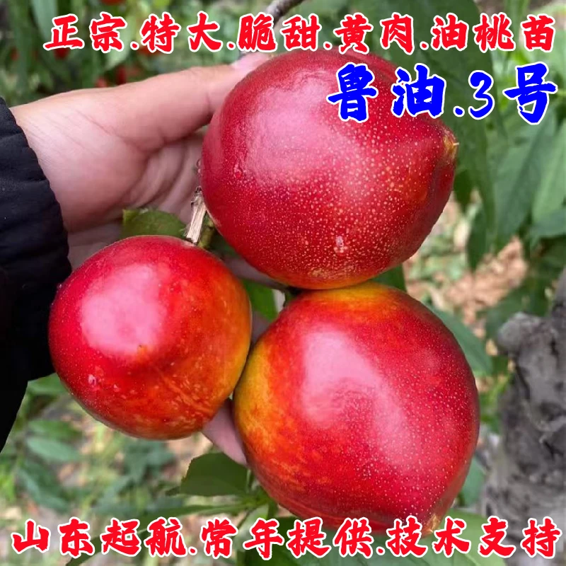 极早熟油桃树果苗嫁接鲁油3号油桃苗4月成熟黄肉油桃苗南北方种植