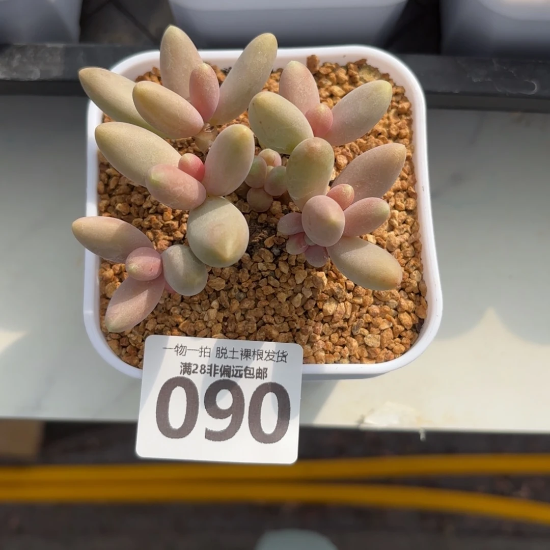 糖果美人无盆土发货