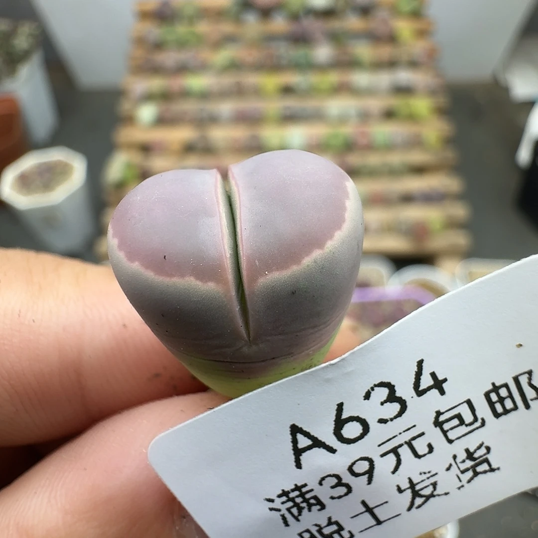 634多肉哈哈哈哈哈哈哈