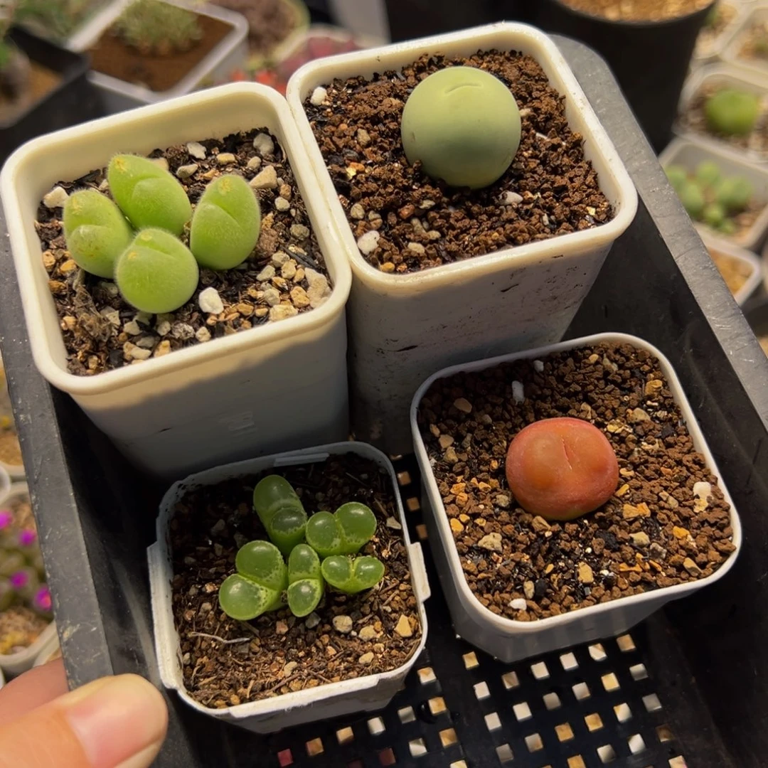 752多肉植物种类多样