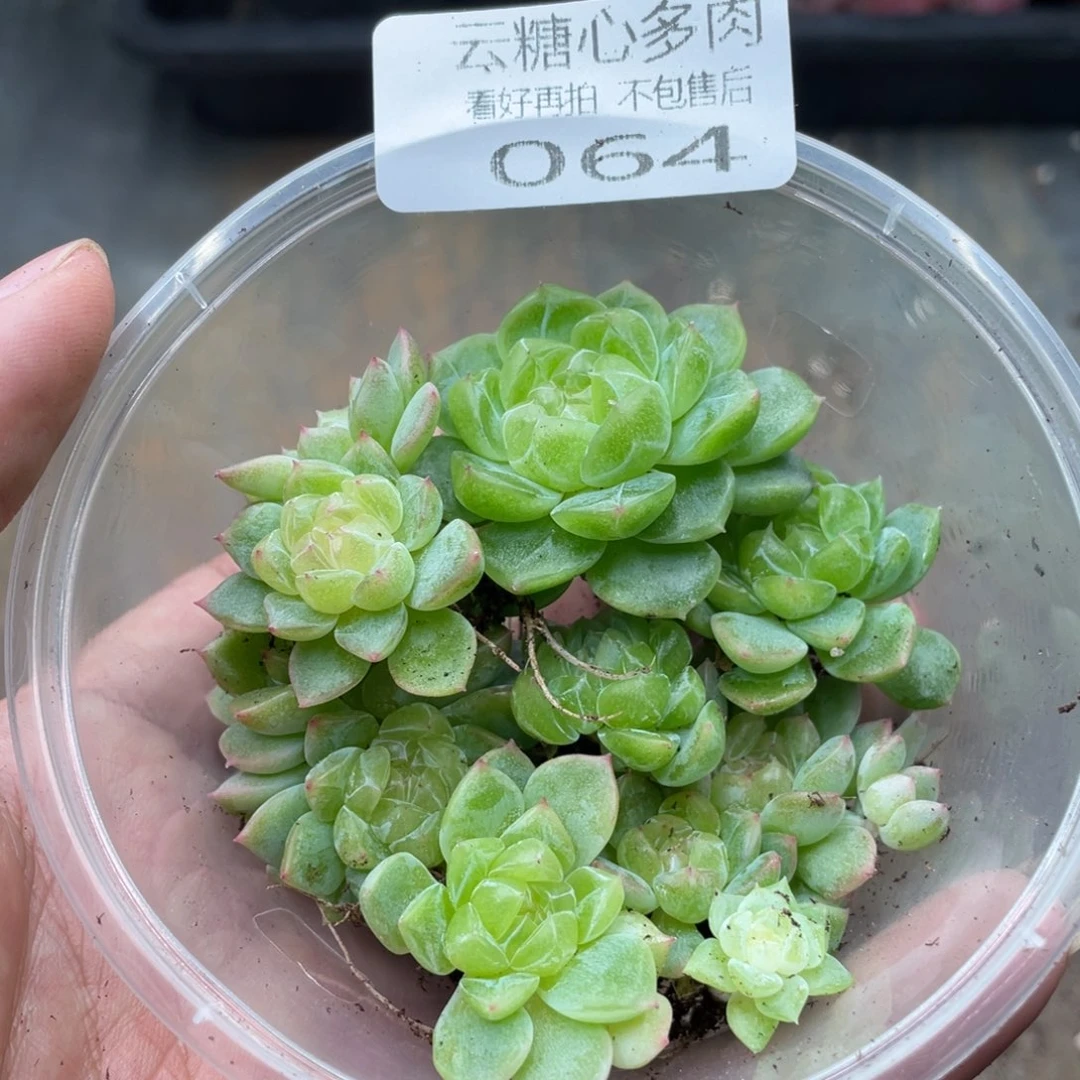 云糖心多肉植物64