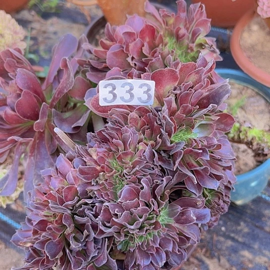 独***吧多肉植物一个欧子