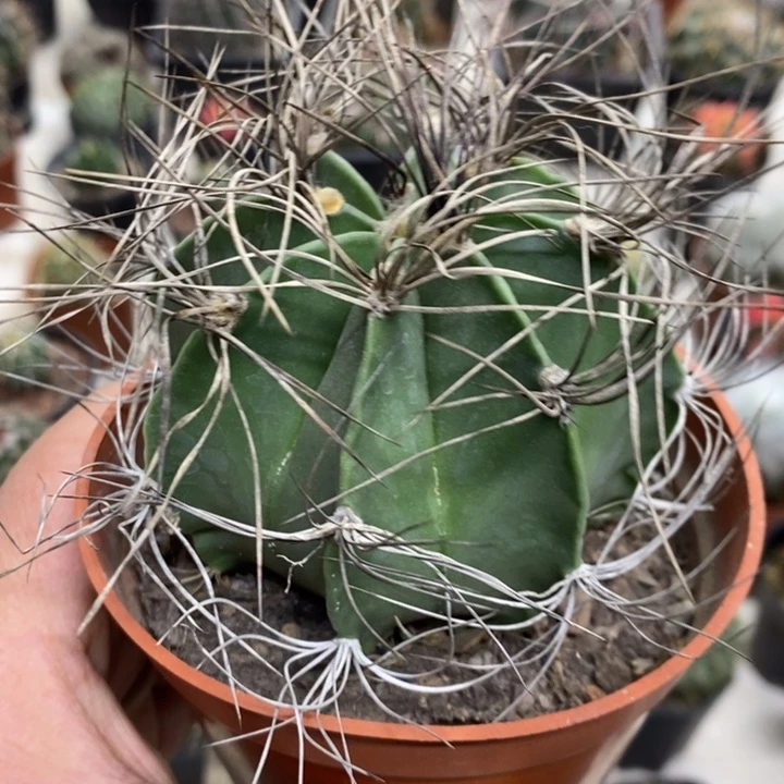 实生瑞凤玉特价福利