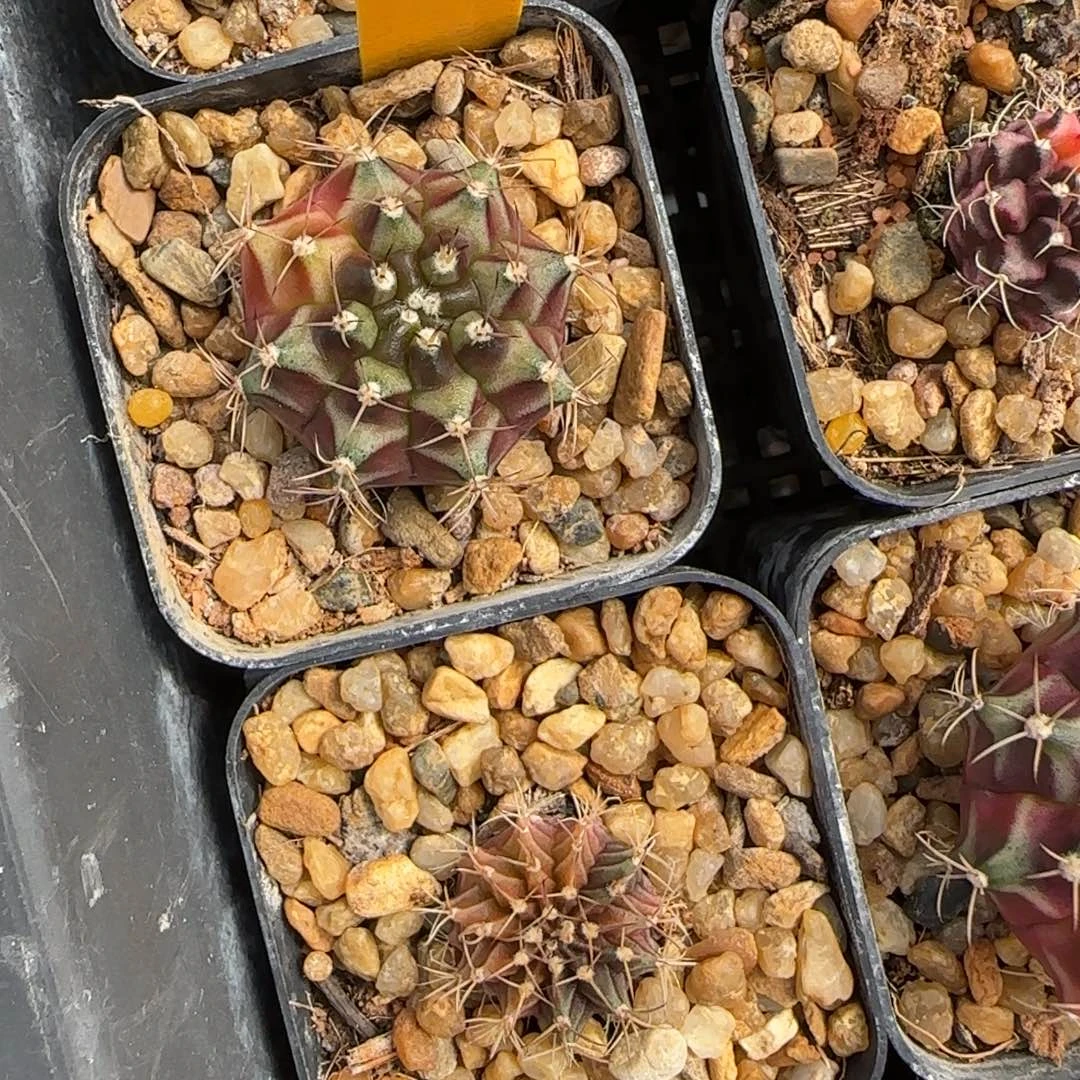 116-1230泰国发货多肉