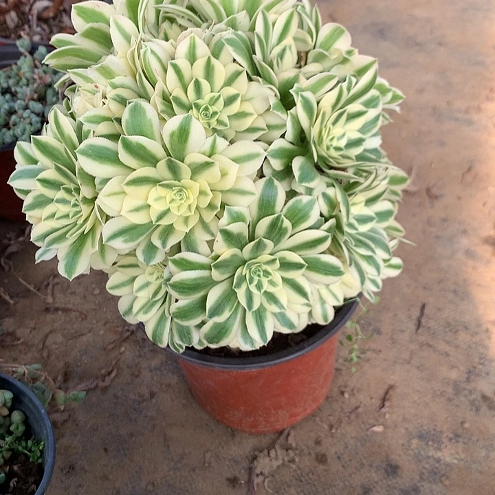 多肉植物麦巴和15有砍