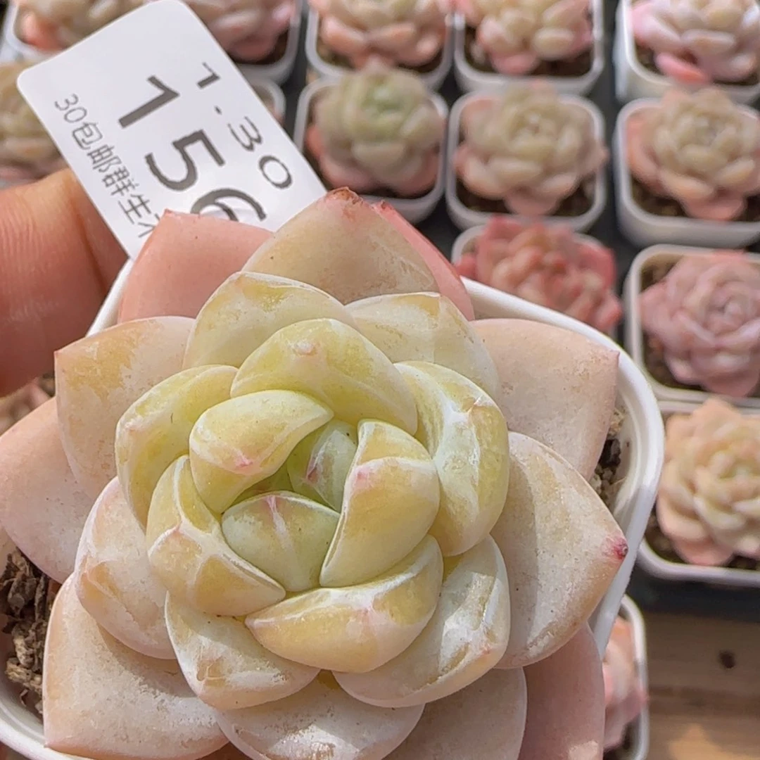 雪瓷单头一颗脱土