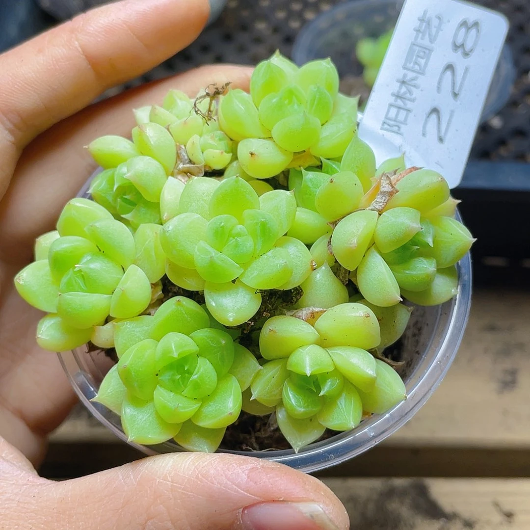 多肉植物多肉植物228