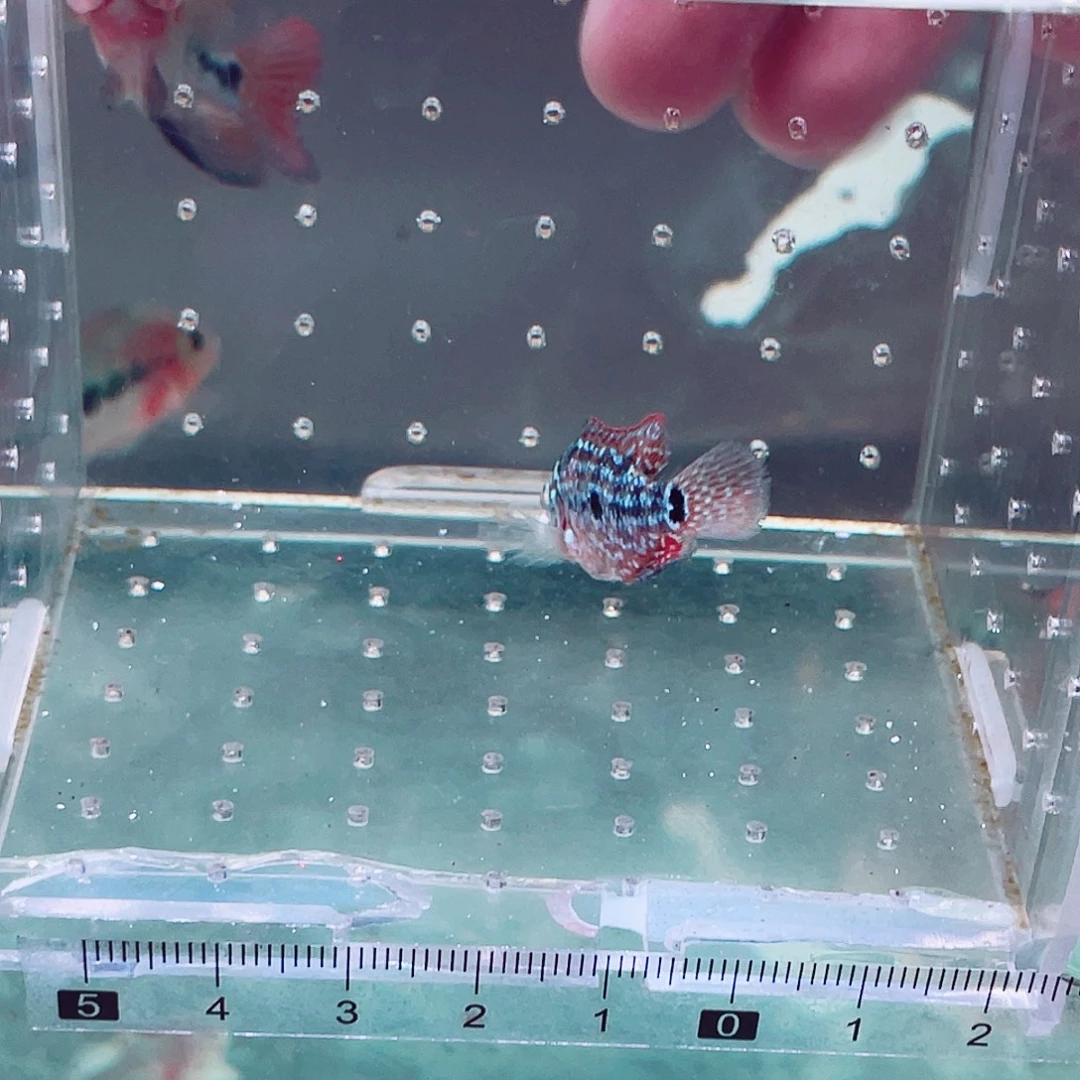 富***求罗汉鱼f2罗汉鱼苗一条